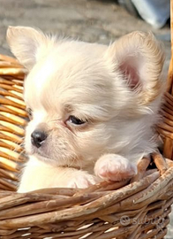 Cuccioli di taglia piccola