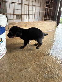 Segugi maremmani pilonaio