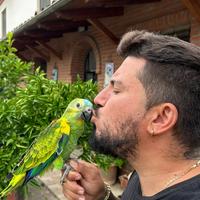 Pappagallo Amazzone Fronte Blu