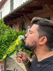 Pappagallo Amazzone Fronte Blu