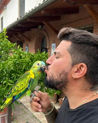 Pappagallo Amazzone Fronte Blu