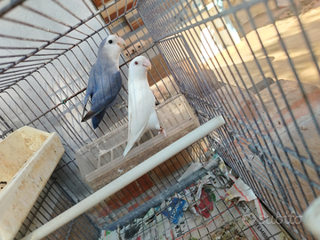 Inseparabili coppia riproduttiva