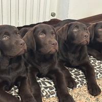 Labrador retriever cioccolato