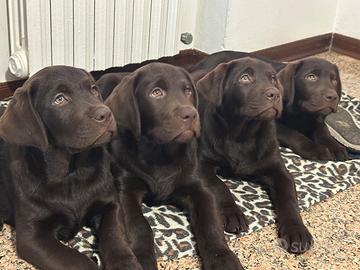 Labrador retriever cioccolato