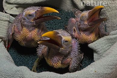 Pullo di Tucanetto Aracari viridis 