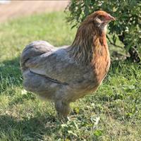 Araucana