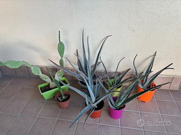 5 piante aloe vera  + 2 piante grasse