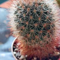 Piantine grasse in vasetto