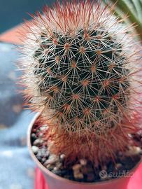 Piantine grasse in vasetto