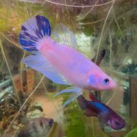 Pesce combattente Betta