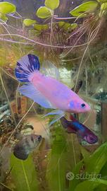 Pesce combattente Betta