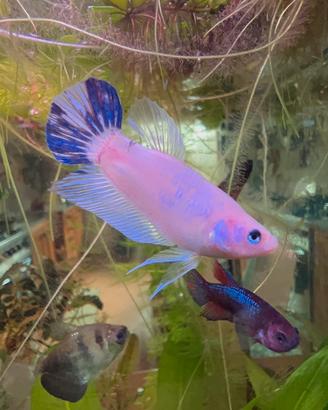 Pesce combattente Betta