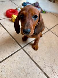 Cucciolo di bassotto di due mesi maschio