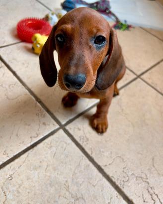 Cucciolo di bassotto di due mesi maschio
