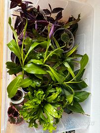 Piante per terrario