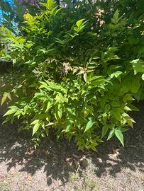 Cespugli di piante da siepi nandina