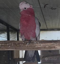 Cacatua Rosa maschio