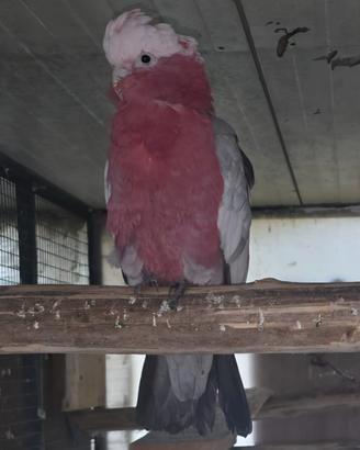 Cacatua Rosa maschio