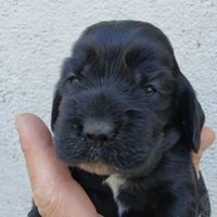 Cuccioli di cocker spaniel inglese