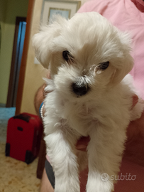 Maltipoo