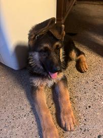 Cuccioli di pastore tedesco