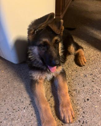Cuccioli di pastore tedesco