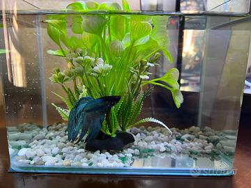 Pesce combattente+acquario allestito