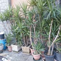 Pianta ornamentale "Tronchetto della felicità"