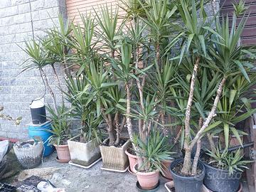 Pianta ornamentale "Tronchetto della felicità"