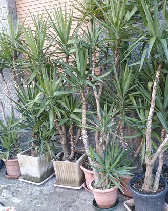 Pianta ornamentale "Tronchetto della felicità"