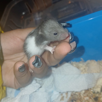 Cuccioli criceti