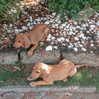 Cuccioli di segugio italiano