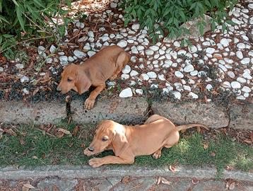 Cuccioli di segugio italiano