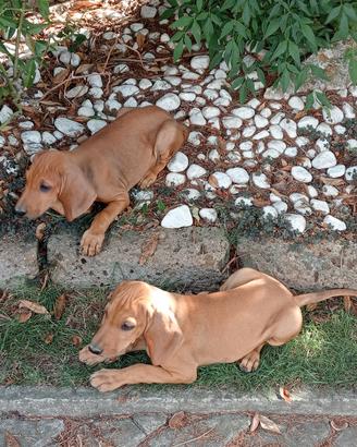 Cuccioli di segugio italiano