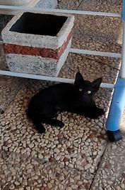 Gattini soriani