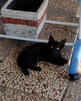 Gattini soriani