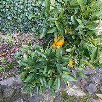 Terreno con accesso al mare S Croce / Trieste