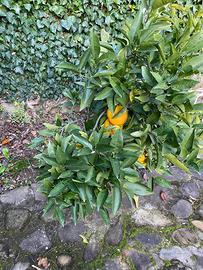 Terreno con accesso al mare S Croce / Trieste