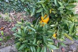 Terreno con accesso al mare S Croce / Trieste