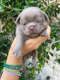 Cucciolo Lilac
