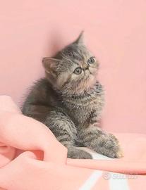 Gattina exotic sh cucciola con Pedigree