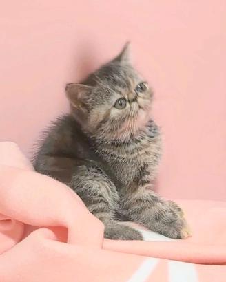 Gattina exotic sh cucciola con Pedigree