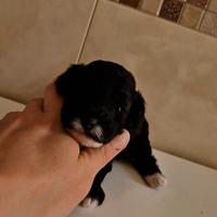 Ultima barboncina toy particolor