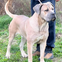 Cuccioli di cane corso