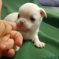 Cucciolo chihuahua con pedigree Enci