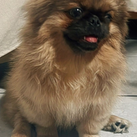 Ultimi 2 cuccioli di Pechinesi reali