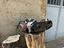 Immagine 1