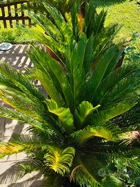 Cycas 