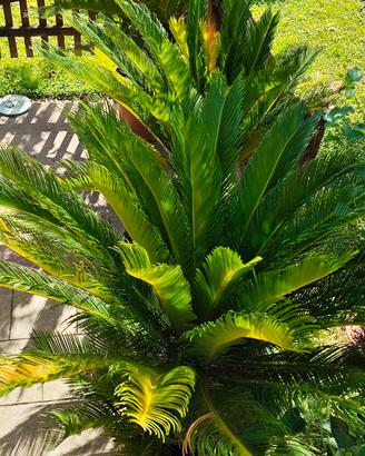 Cycas 