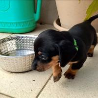 Cuccioli di bassotto